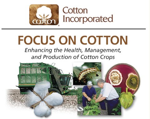focus on cotton