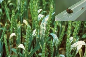 Image 5. Background picture of cereal leaf beetle damage/feeding (from Compendium of Wheat Disease and Pests, APS Press) and upper right picture is close up of cereal leaf beetle (from Dr. Scott Stewart)