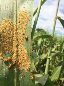 Sugarcane aphids