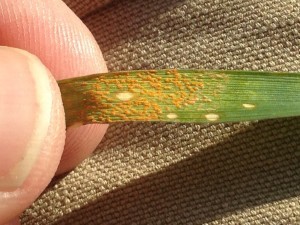 Image 3. Clump of stripe rust on tillering wheat (from Dr. Tom Allen)