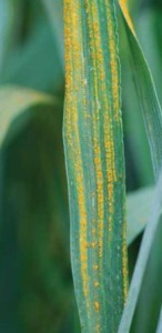 Image 1 - Usual symptoms of stripe rust on wheat  