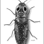 Eyed click beetle with eyespots on prothorax. Photo: Kent Hovind