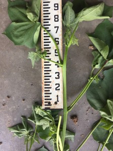 Monitoring the internode length between the fourth and fifth nodes can give insight into current growing conditions. The pictured plant has an internode length of 3+" and justifies a PGR application.