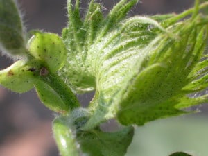 Note the abscission scar left by a shed square at the second position fruiting site