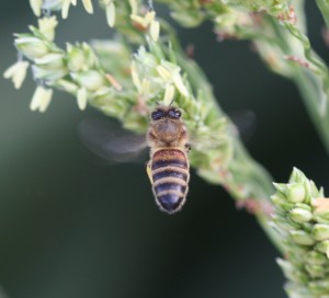 Bees-sorghum (3) crop