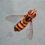 Hover fly