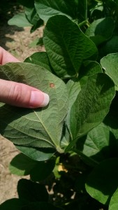 Picture 4. Sporulating lesion of FLS on underside of leaf