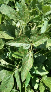 Picture 3. Frogeye leaf spot