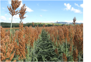 Sorghum