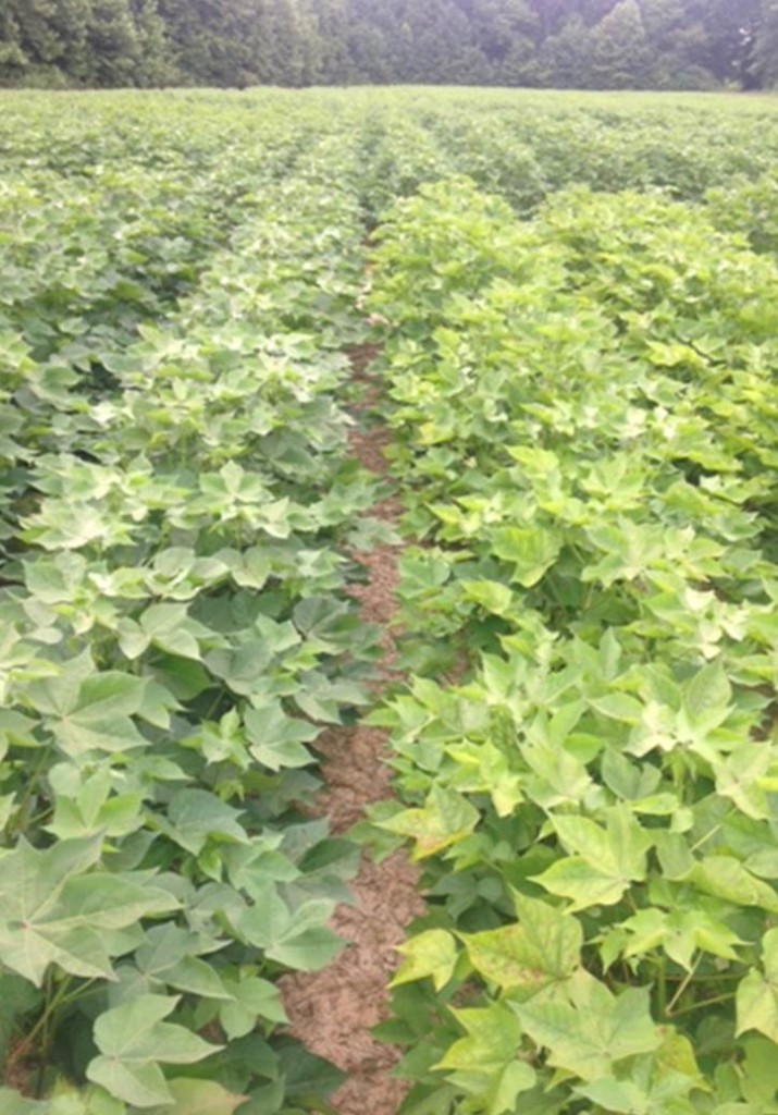 A field trial at Ames Plantation near Grand Junction, TN during the 2015 season.  The left two visible rows have received 20 lb S in the form of ammonium sulfate.  The two rows to the right have not received an S application and are showing severe deficiency symptoms.  