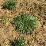 Ryegrass Escapes From Burndown Before Corn Planting