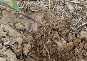 Cutworm in corn