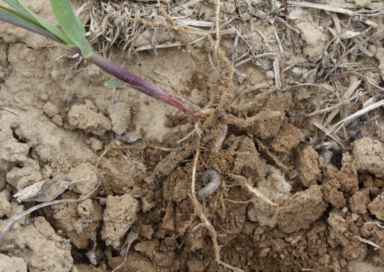 download corn cutworm download corn cutworm