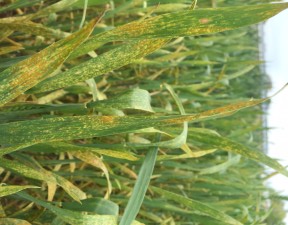 Stripe rust