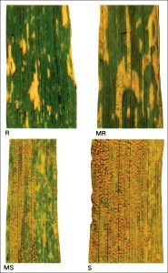 Stripe rust infection types: R = resistant; MR = moderately resistant; MS = moderately susceptible; S = susceptible (Image from Compendium of Wheat Diseases and Pests)