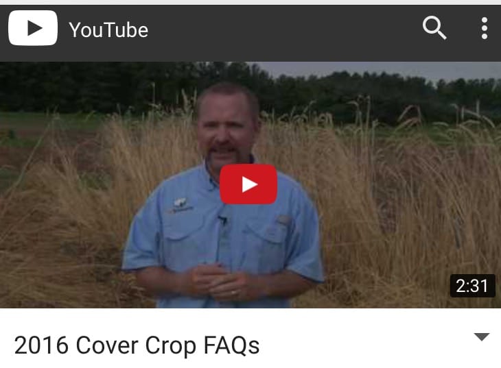 cover crop Archives - UT Crops News