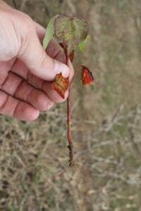 TCAH injury in cotton