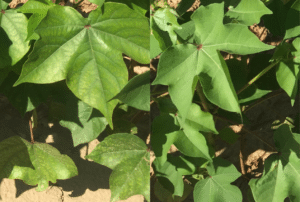 LEFT Plot received no K2O and leaves are displaying interveinal chlorosis, or yellowing between veins.  RIGHT Plot received 90 lb K2O, as determined by a soil test, and no deficiency symptoms are present.  