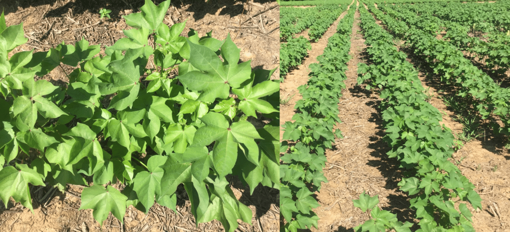 Ames Plantation, TN S plots