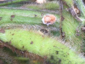 Beauveria fungus growing on Kudzu Bug Nymph