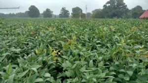 Image 1 - Clusters of SDS plants