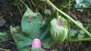 Target spot on leaf and bracts