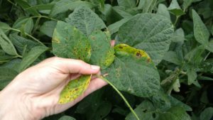 Image 2 -Target spot lesions on leaves from lower canopy