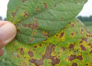 Image 2. Septoria brown spot, commonly occurs in the lower canopy