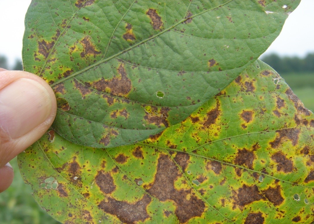 A year for disease – soybean diseases at higher levels - UT Crops News