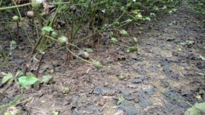 TN cotton field with boll abortion phenomenon and target spot defoliation 