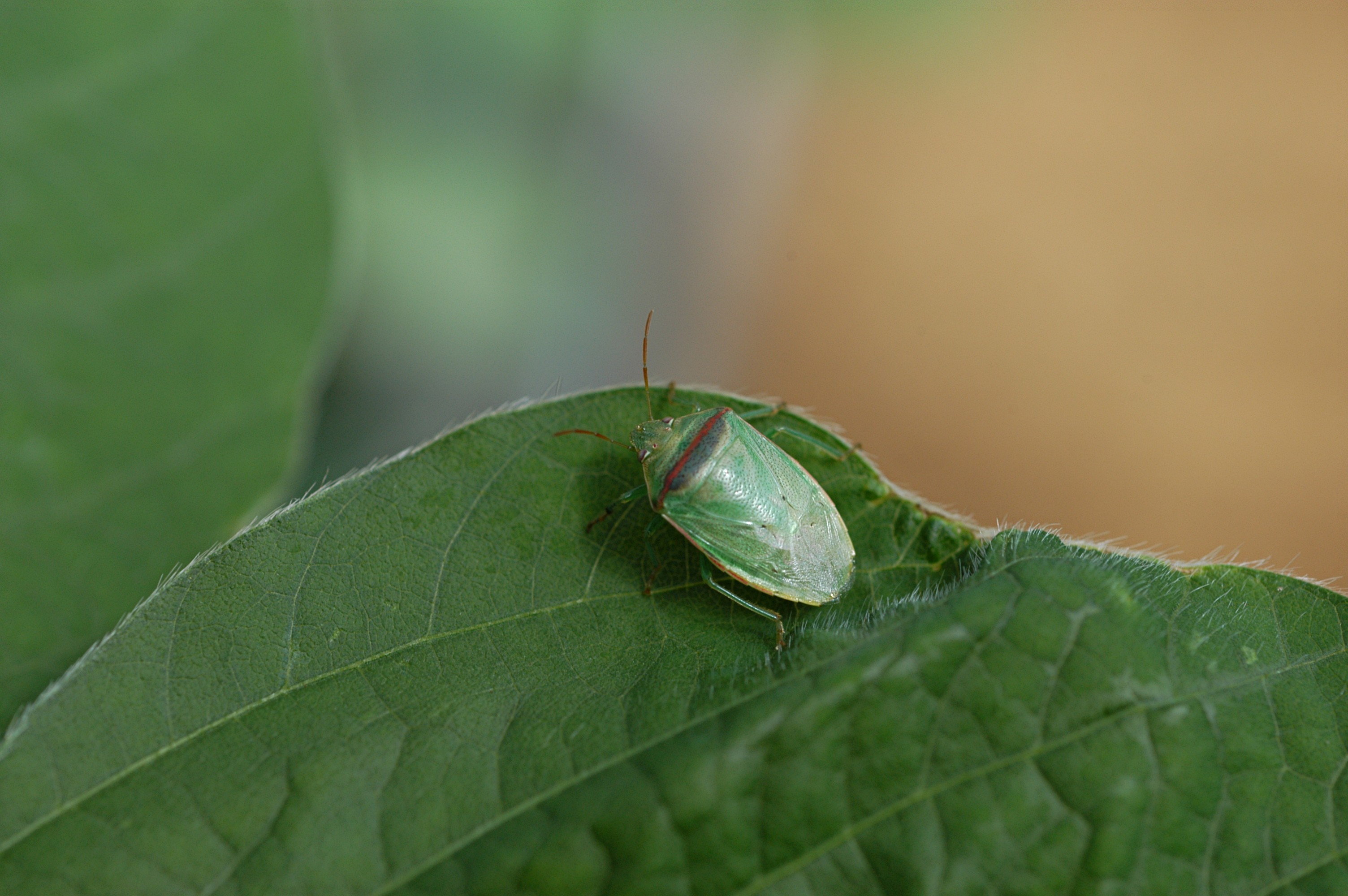 What the heck are redbanded stink bugs? - UT Crops News