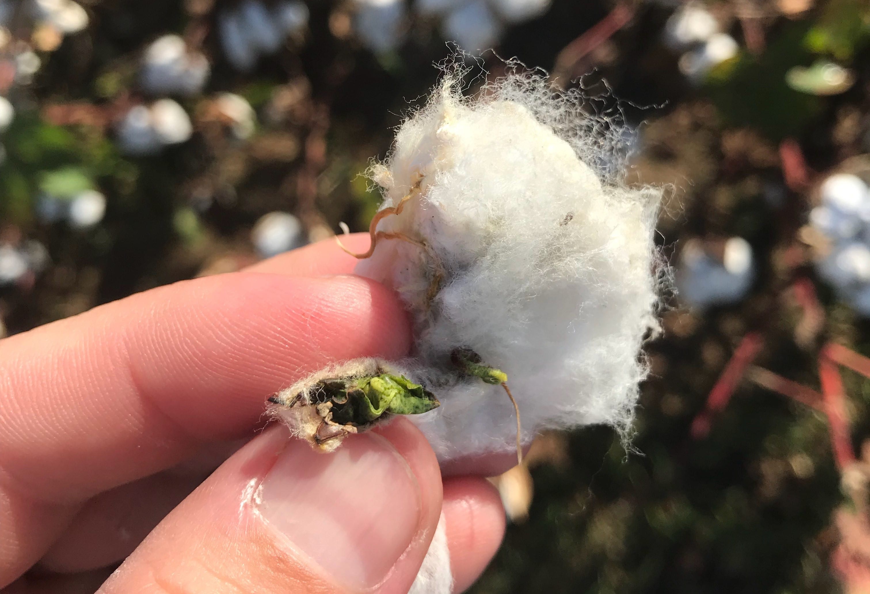 Pick a Plant Day – Our Cotton Plant