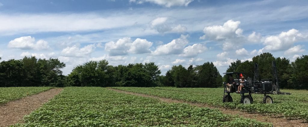 Cotton Blooming, PGR Rainfast Timing