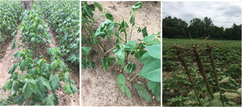 Cotton response to saturated soils in West TN - UT Crops News