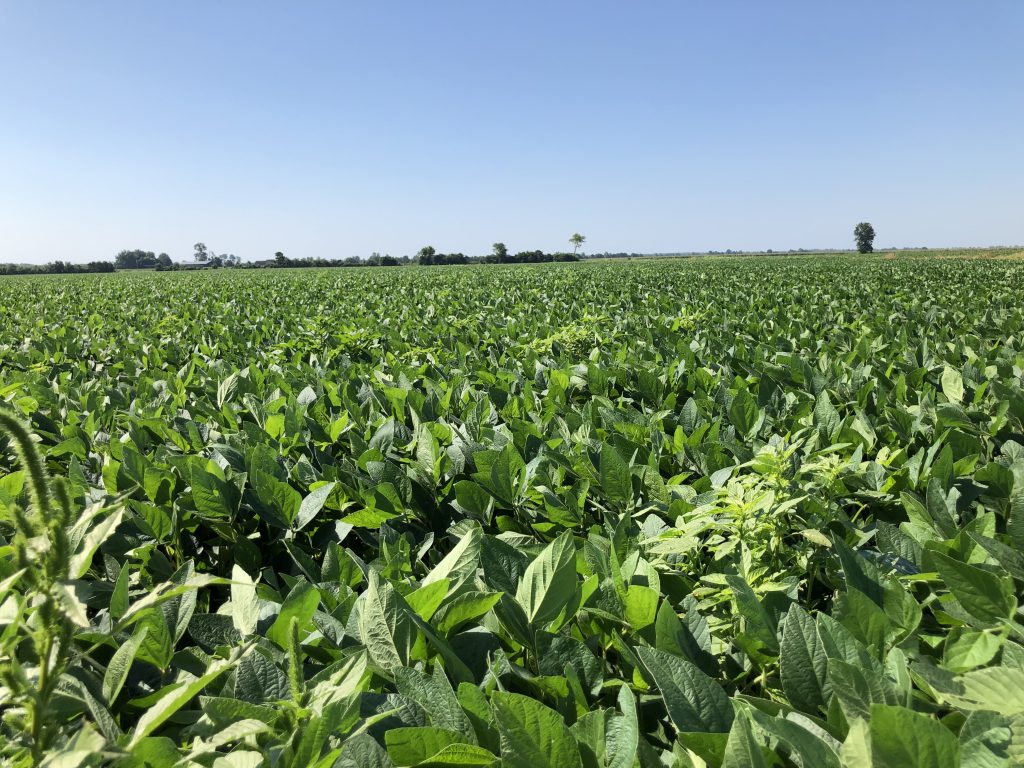 palemer escapes in fields early august - UT Crops News