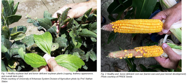 Does Boron Fertilizer Use Increase Corn And Soybean Yields? | UT Crops News