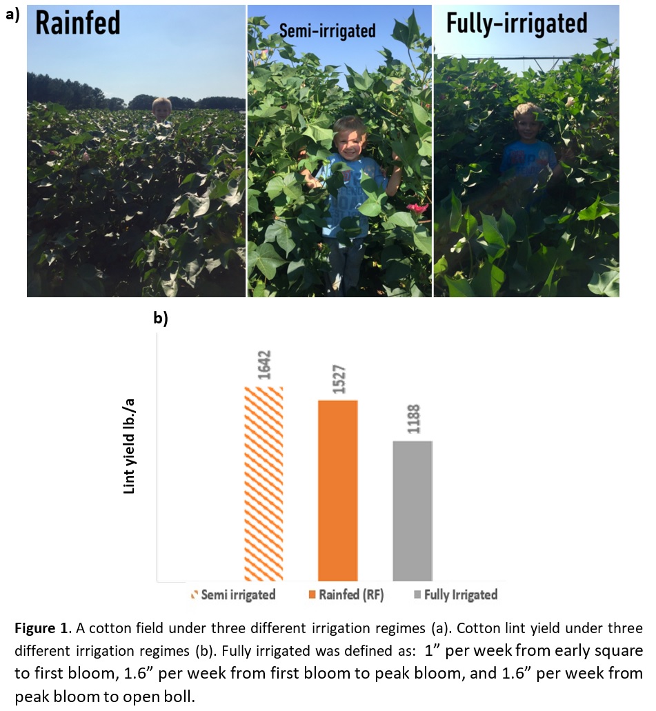 Cotton Growing Guide