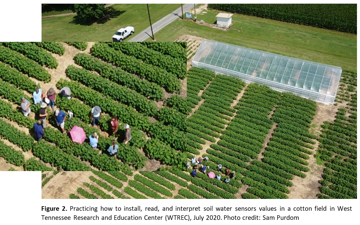 Cotton growth stages and water requirements - UT Crops News