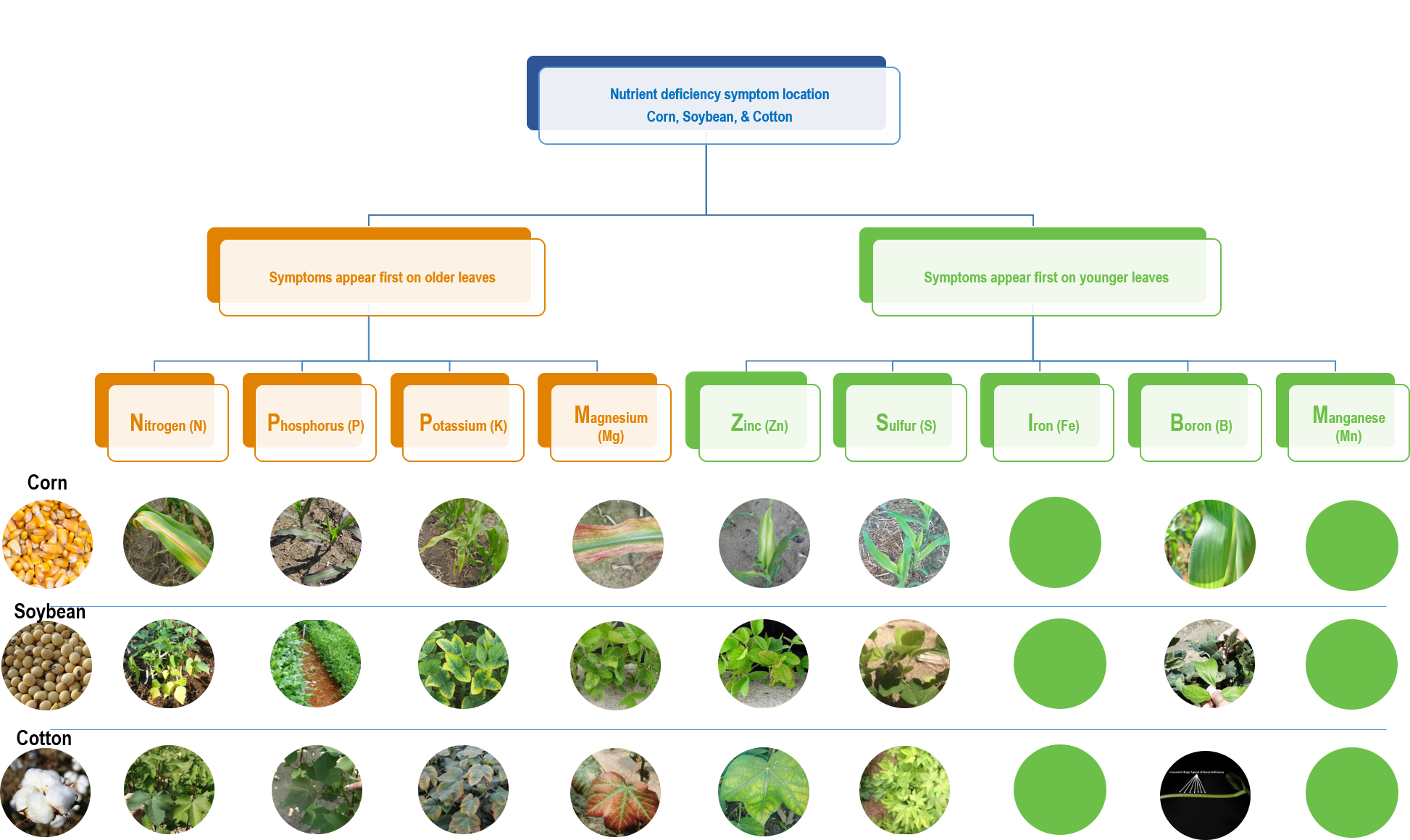 Plant Nutrient Deficiency Chart