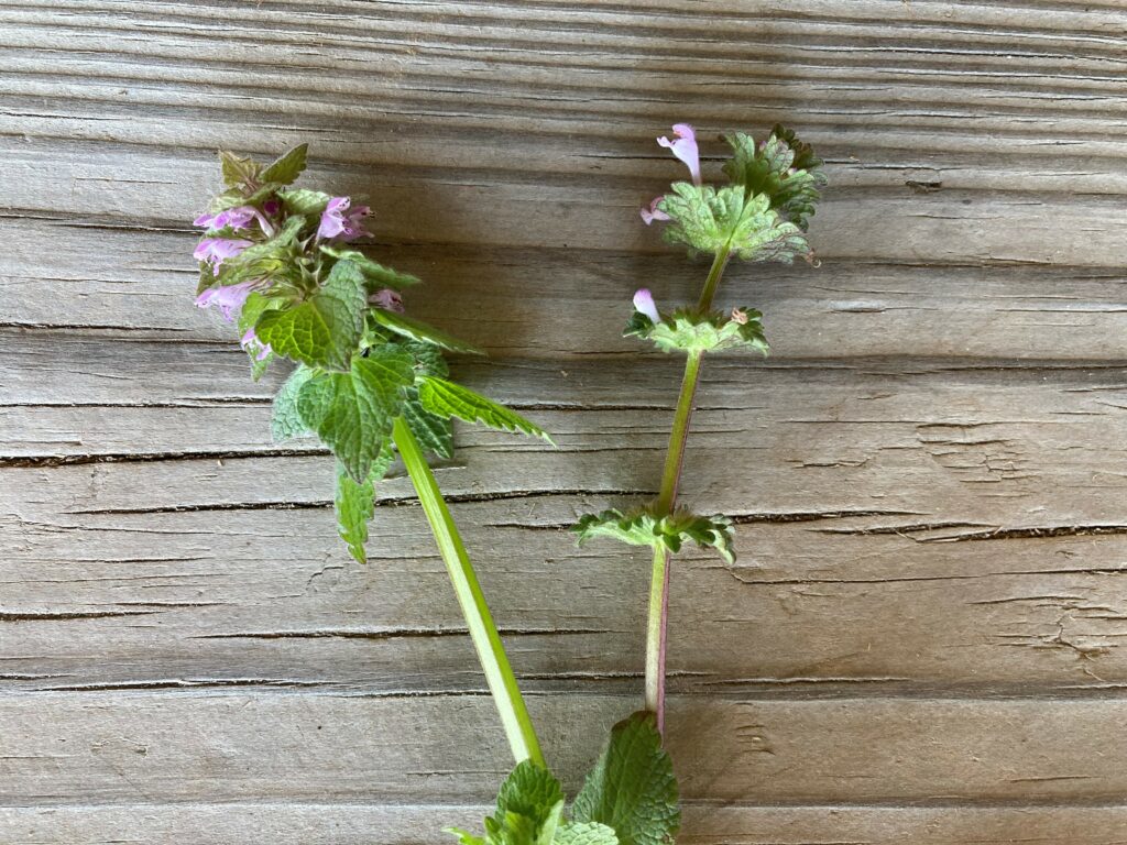 Henbit And Purple Nettle Ut Crops