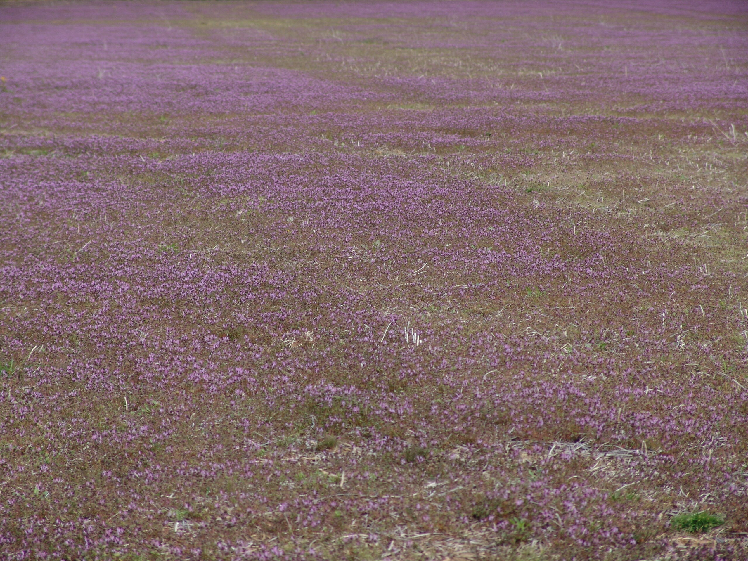 Henbit And Purple Nettle Ut Crops