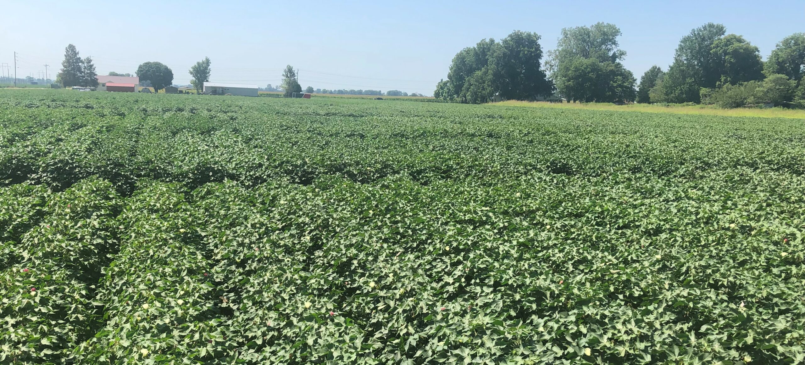 Last Effective Bloom Date for Cotton