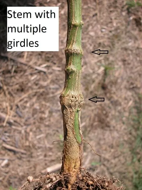 Soybean stem with multiple girdles