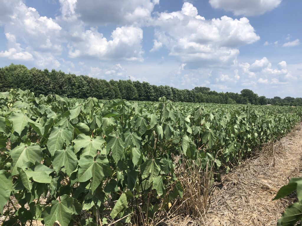 Cotton growth stages and water requirements - UT Crops News