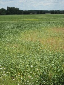 Spider Mite Hotspots in Soybeans (Photo byT. Baute)