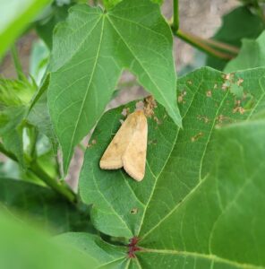 Bollworm Moth on Cotton Leaf (Photo by D. Jones)
