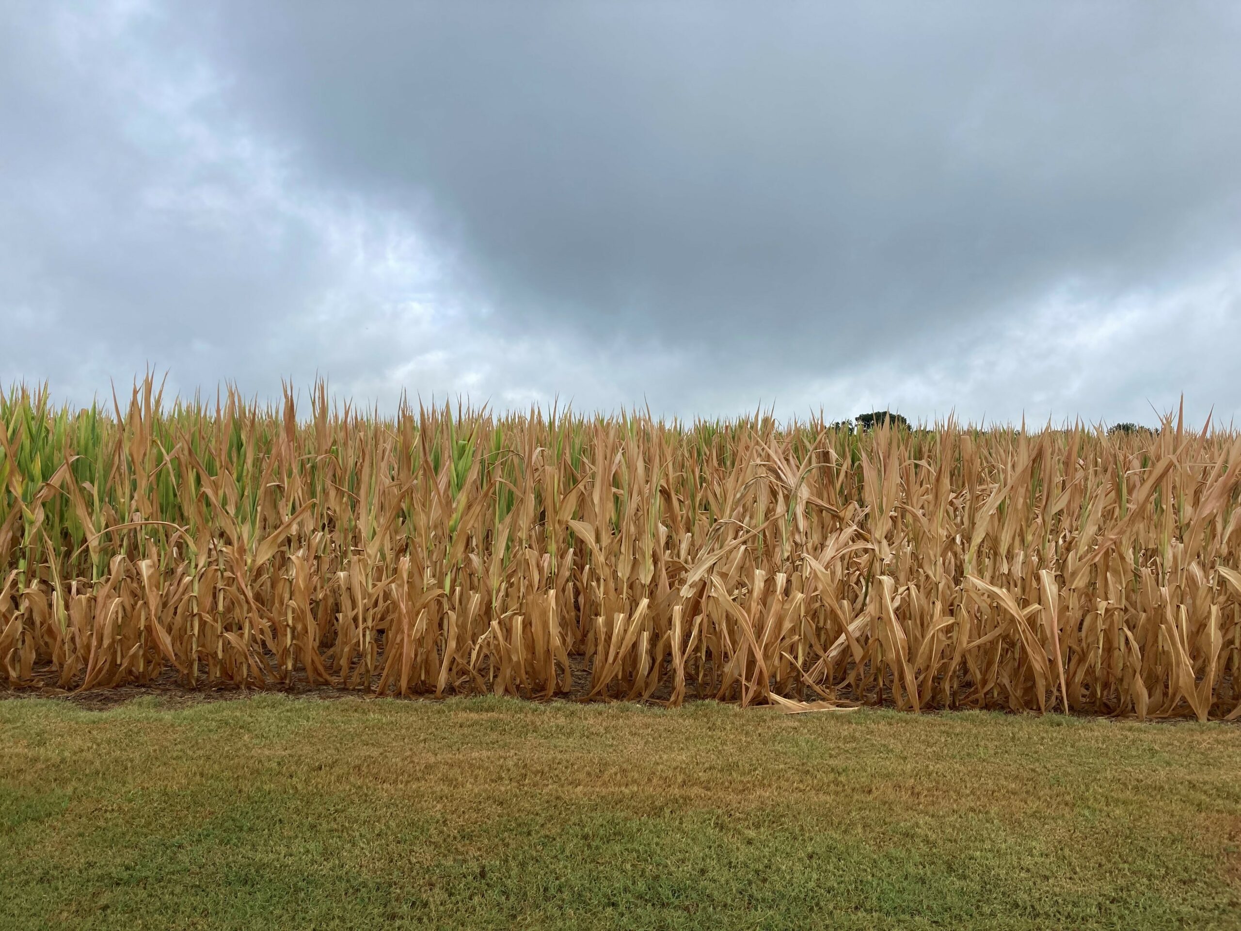 corn field harvested in ohio