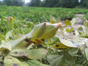 Severe Spider Mite Infestation (Photo by MSU)