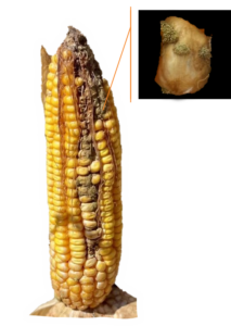 “Hot” Topic – Ear Rots and Mycotoxin Management in Corn | UT Crops News