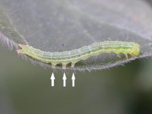 Green Cloverworm Larva
